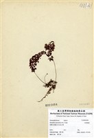 藏品(細葉蕗蕨)的圖片